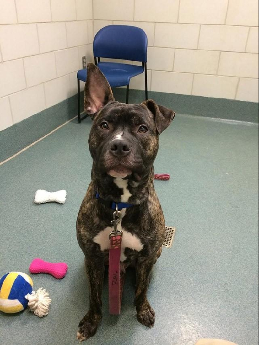 30 fotos-evidencia de que los cachorros con una oreja levantada son 90% más lindos de lo normal 30 fotos-evidencia de que los cachorros con una oreja levantada son 90% más lindos de lo normal