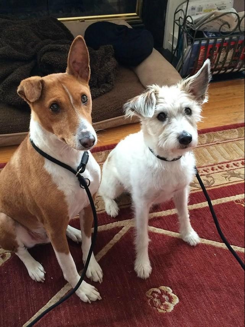 30 fotos-evidencia de que los cachorros con una oreja levantada son 90% más lindos de lo normal 30 fotos-evidencia de que los cachorros con una oreja levantada son 90% más lindos de lo normal