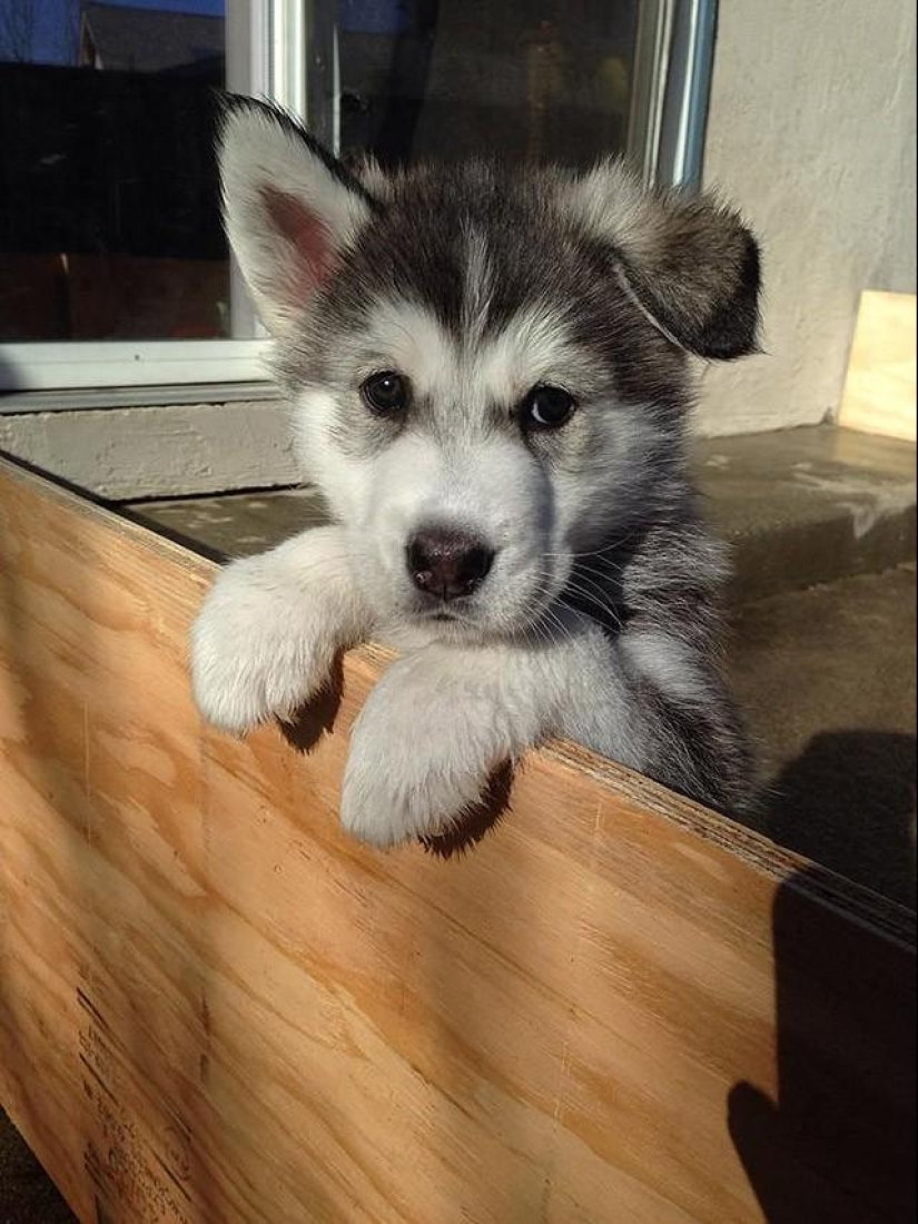 30 fotos-evidencia de que los cachorros con una oreja levantada son 90% más lindos de lo normal 30 fotos-evidencia de que los cachorros con una oreja levantada son 90% más lindos de lo normal