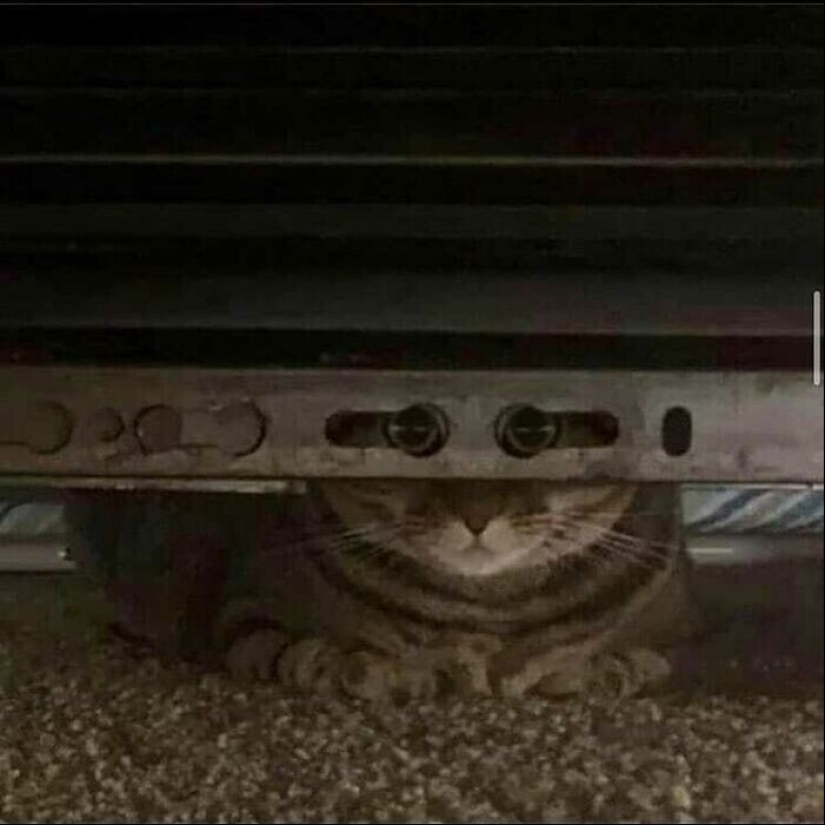 30 funny kittens that will give a good portion of positive emotions 30 funny kittens that will give a good portion of positive emotions