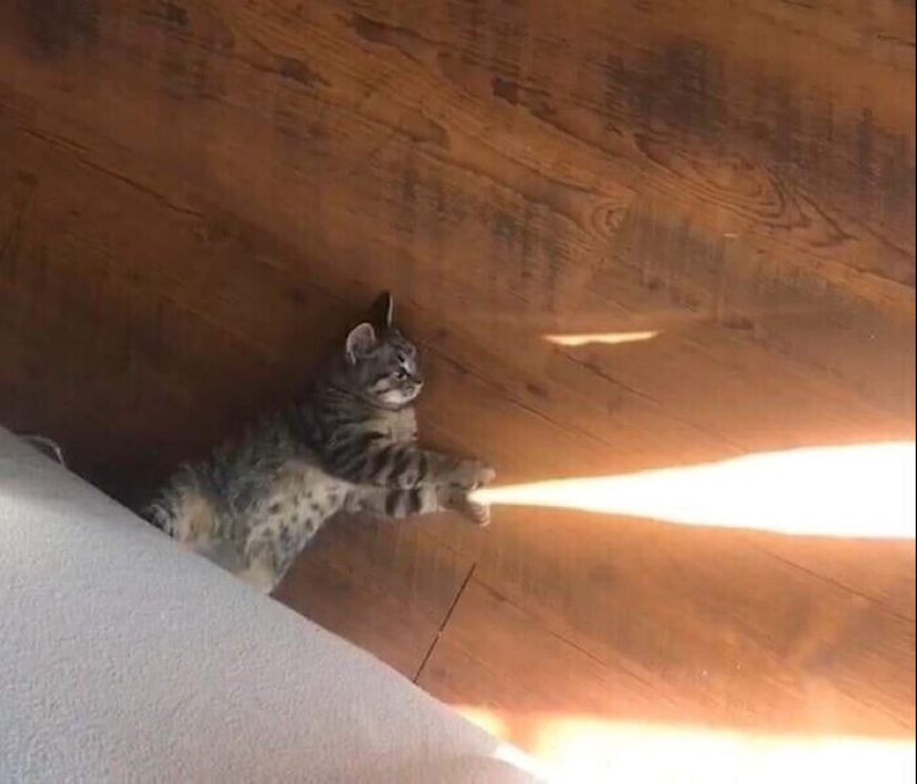 30 funny kittens that will give a good portion of positive emotions 30 funny kittens that will give a good portion of positive emotions