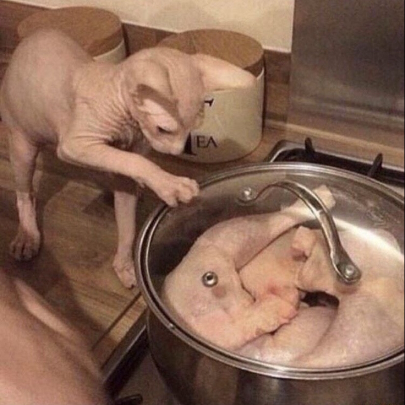 30 funny kittens that will give a good portion of positive emotions 30 funny kittens that will give a good portion of positive emotions