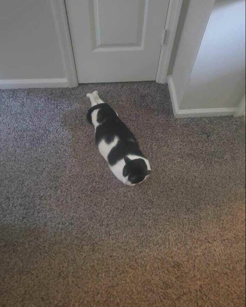 30 funny kittens that will give a good portion of positive emotions 30 funny kittens that will give a good portion of positive emotions