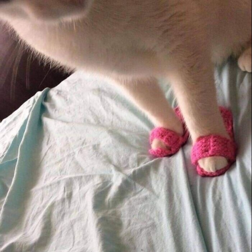 30 funny kittens that will give a good portion of positive emotions 30 funny kittens that will give a good portion of positive emotions