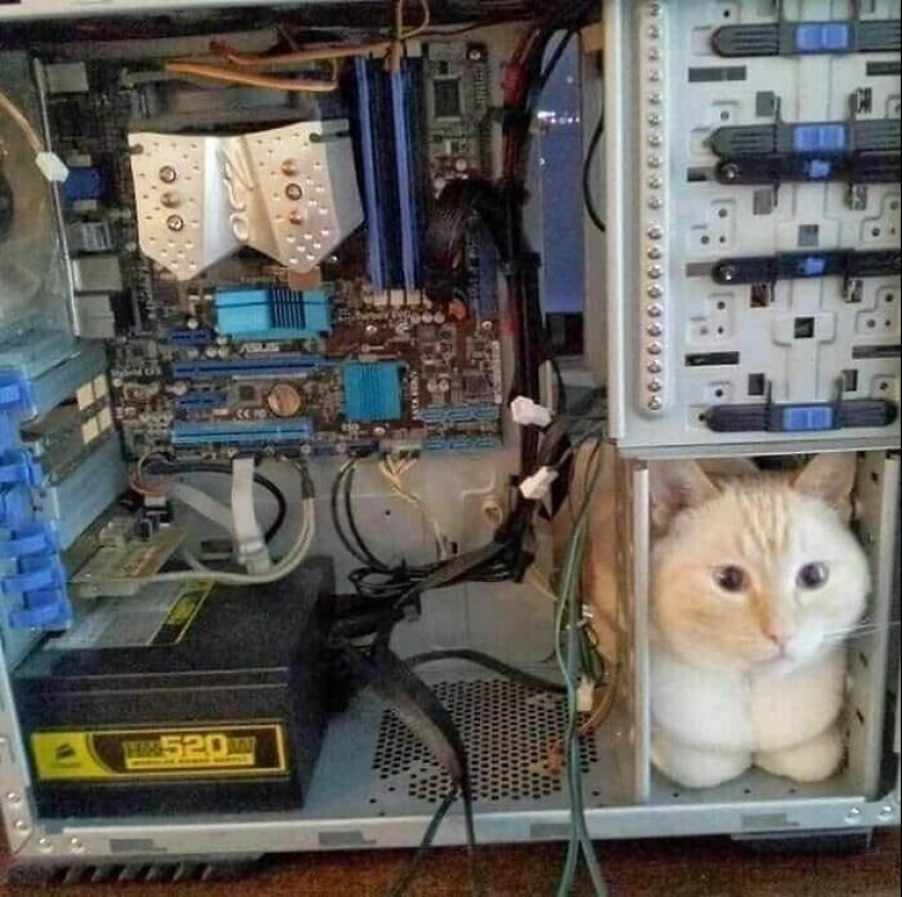 30 funny kittens that will give a good portion of positive emotions 30 funny kittens that will give a good portion of positive emotions