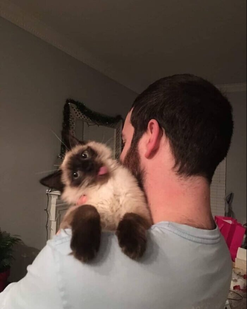 30 funny kittens that will give a good portion of positive emotions 30 funny kittens that will give a good portion of positive emotions