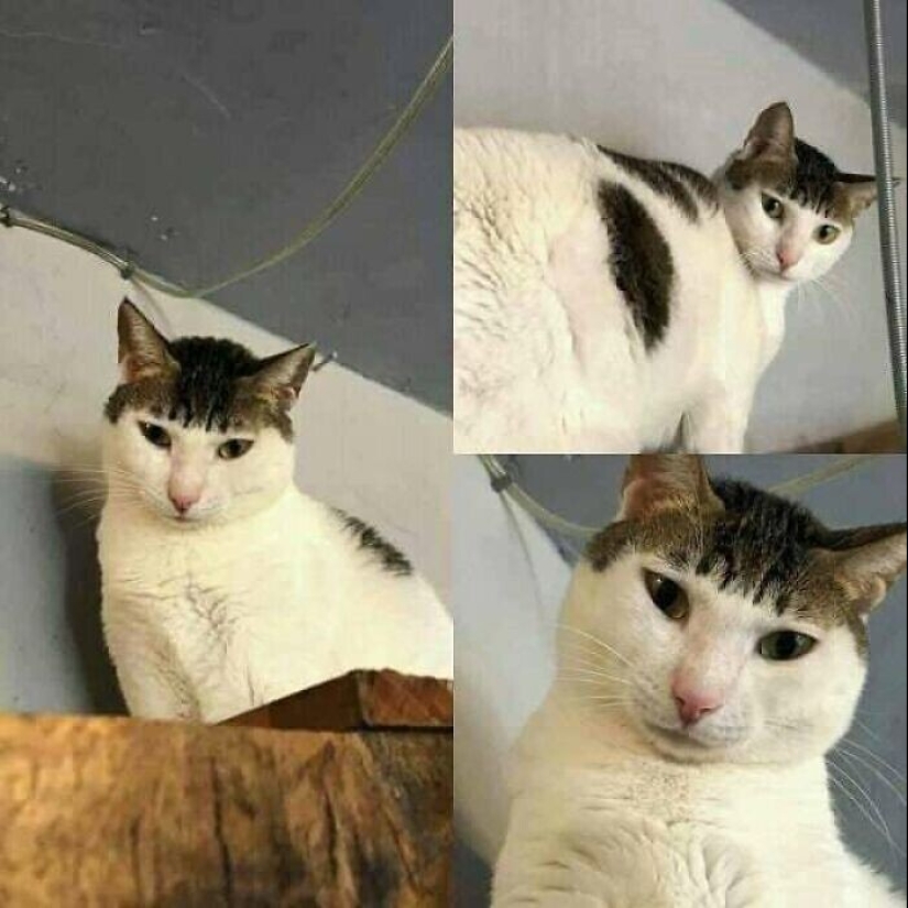 30 funny kittens that will give a good portion of positive emotions 30 funny kittens that will give a good portion of positive emotions