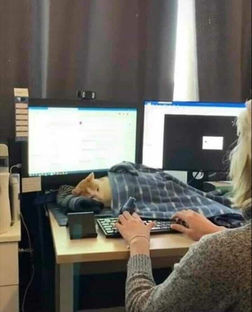 30 funny kittens that will give a good portion of positive emotions 30 funny kittens that will give a good portion of positive emotions