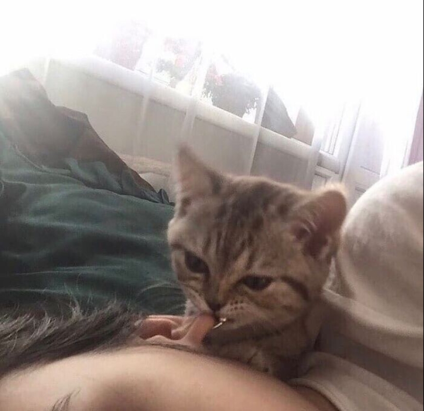 30 funny kittens that will give a good portion of positive emotions 30 funny kittens that will give a good portion of positive emotions