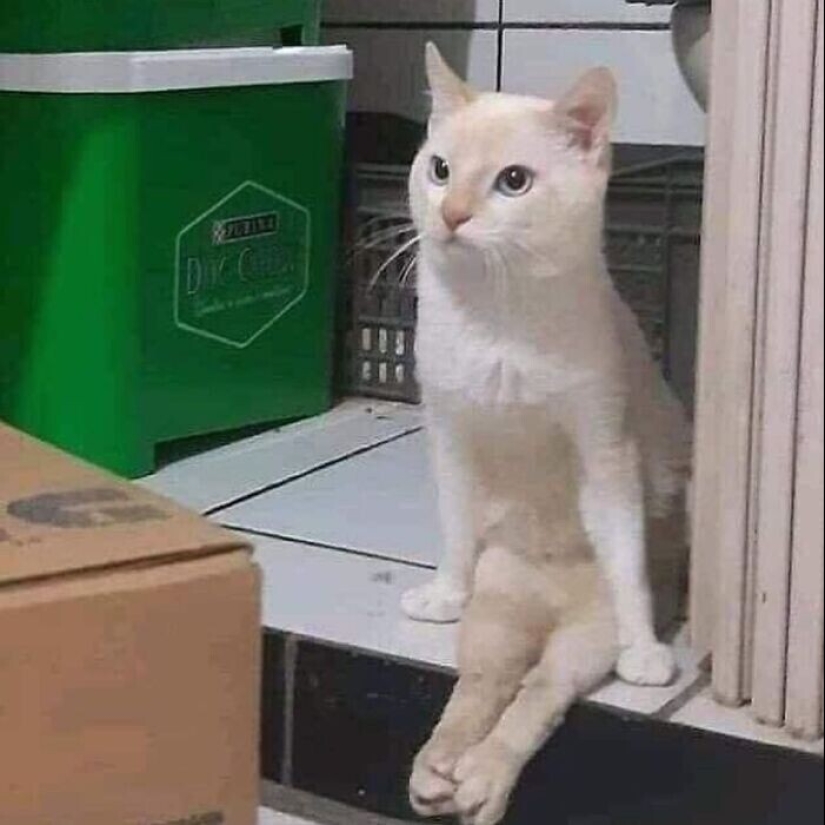 30 funny kittens that will give a good portion of positive emotions 30 funny kittens that will give a good portion of positive emotions