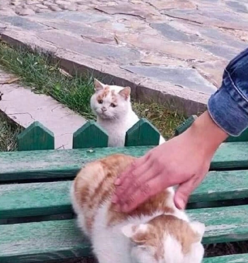 30 funny kittens that will give a good portion of positive emotions 30 funny kittens that will give a good portion of positive emotions