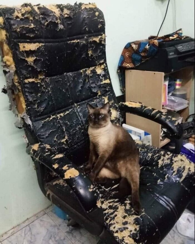 30 funny kittens that will give a good portion of positive emotions 30 funny kittens that will give a good portion of positive emotions