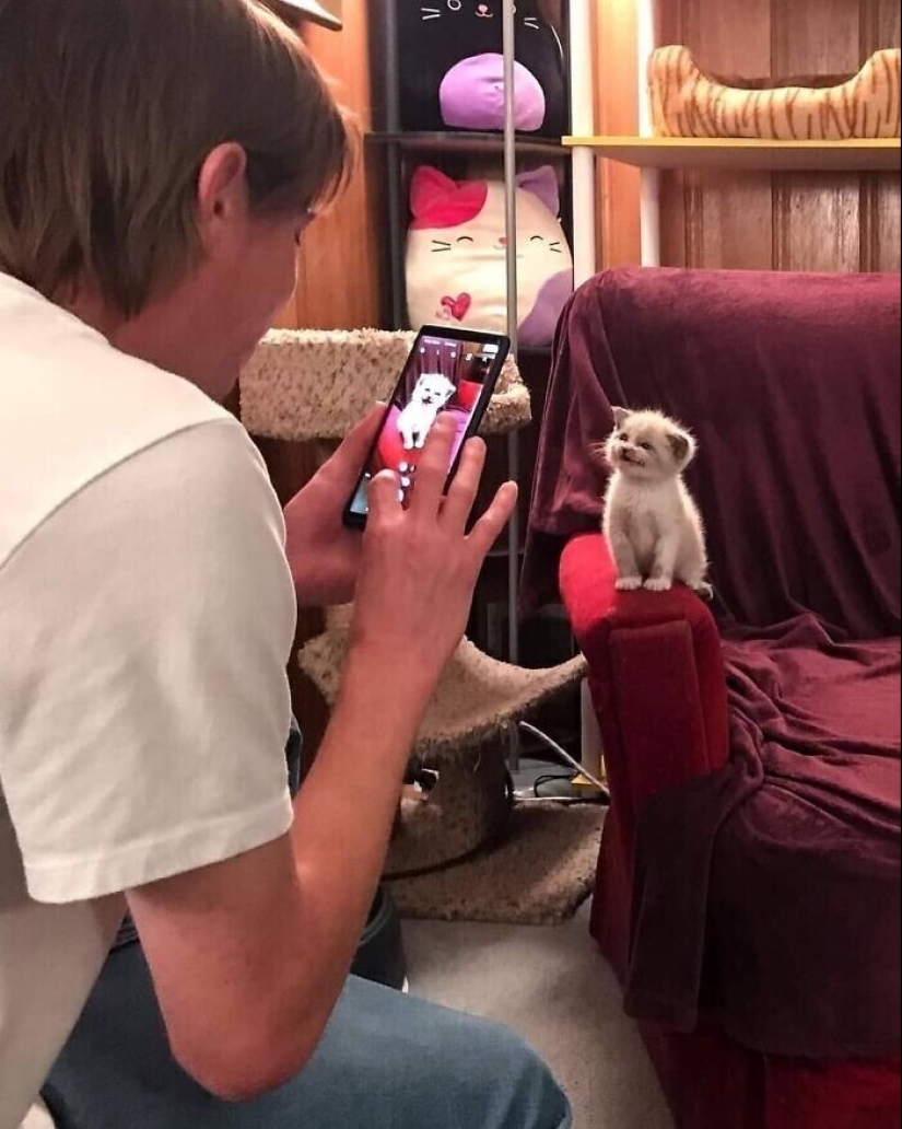 30 funny kittens that will give a good portion of positive emotions 30 funny kittens that will give a good portion of positive emotions