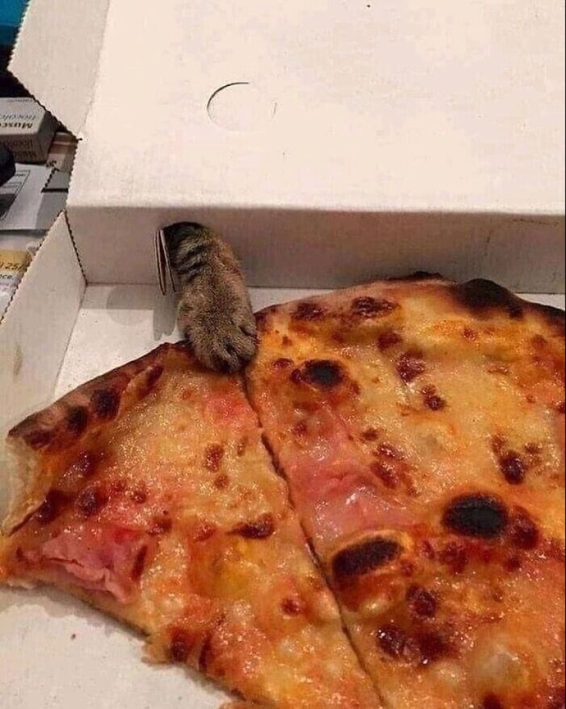 30 funny kittens that will give a good portion of positive emotions 30 funny kittens that will give a good portion of positive emotions