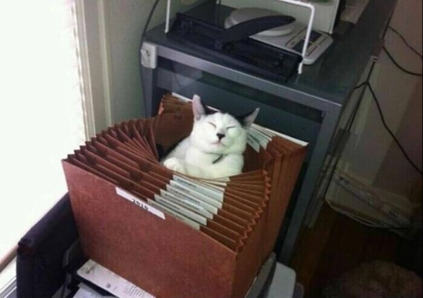 30 funny kittens that will give a good portion of positive emotions 30 funny kittens that will give a good portion of positive emotions