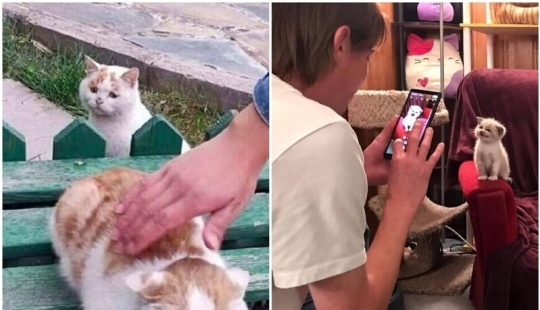 30 funny kittens that will give a good portion of positive emotions 30 funny kittens that will give a good portion of positive emotions