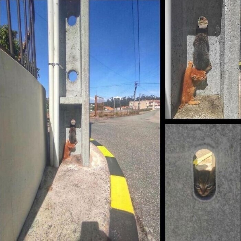 30 funny kittens that will give a good portion of positive emotions 30 funny kittens that will give a good portion of positive emotions