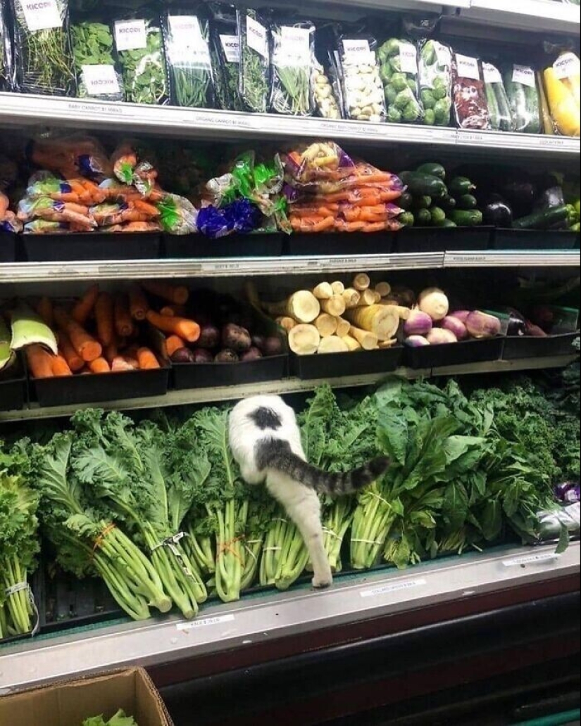 30 funny kittens that will give a good portion of positive emotions 30 funny kittens that will give a good portion of positive emotions