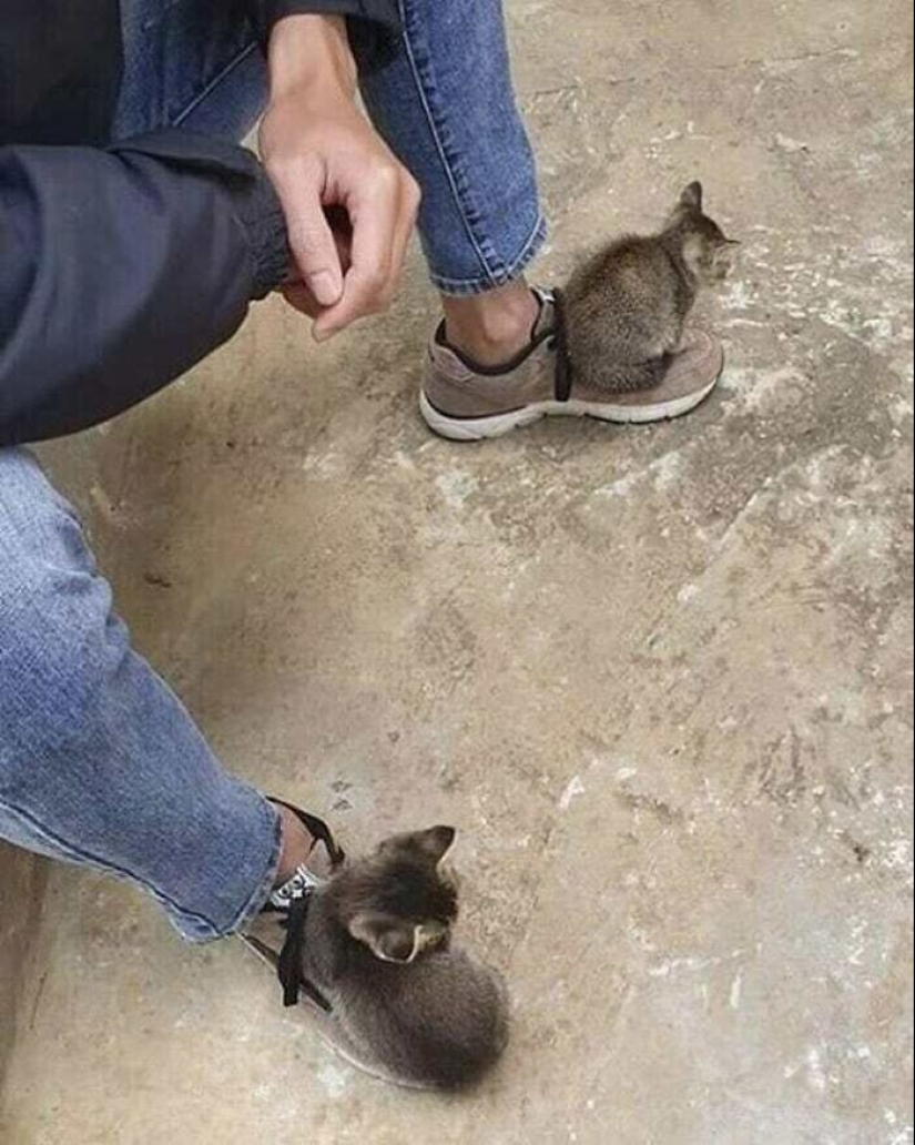 30 funny kittens that will give a good portion of positive emotions 30 funny kittens that will give a good portion of positive emotions