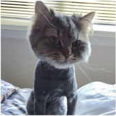 30 funny photos of dogs and cats after a bad haircut