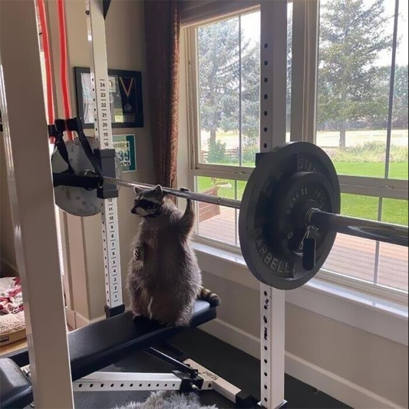 30 funny photos of raccoons that are guaranteed to cheer you up 30 funny photos of raccoons that are guaranteed to cheer you up