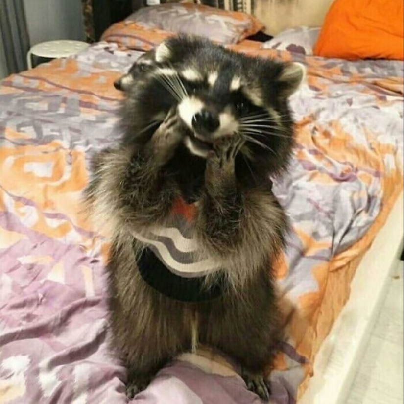 30 funny photos of raccoons that are guaranteed to cheer you up 30 funny photos of raccoons that are guaranteed to cheer you up