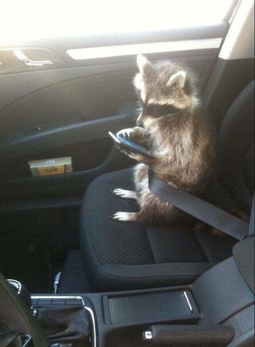 30 funny photos of raccoons that are guaranteed to cheer you up 30 funny photos of raccoons that are guaranteed to cheer you up