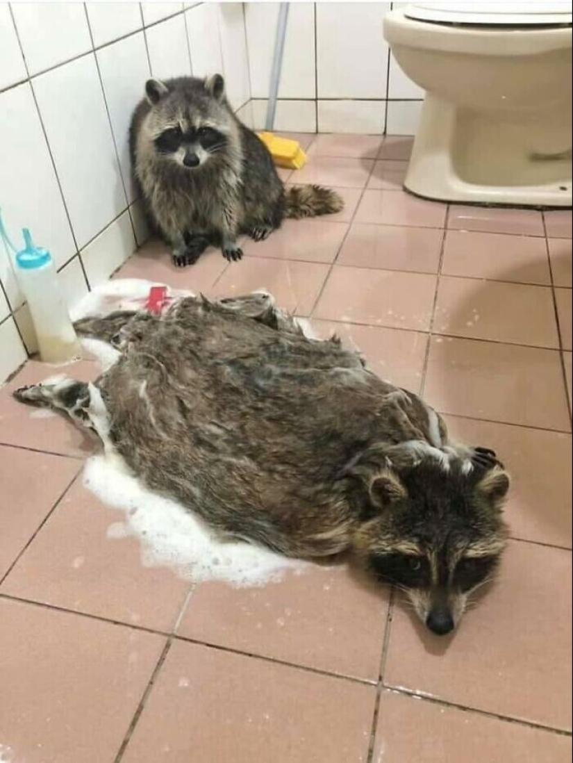 30 funny photos of raccoons that are guaranteed to cheer you up 30 funny photos of raccoons that are guaranteed to cheer you up