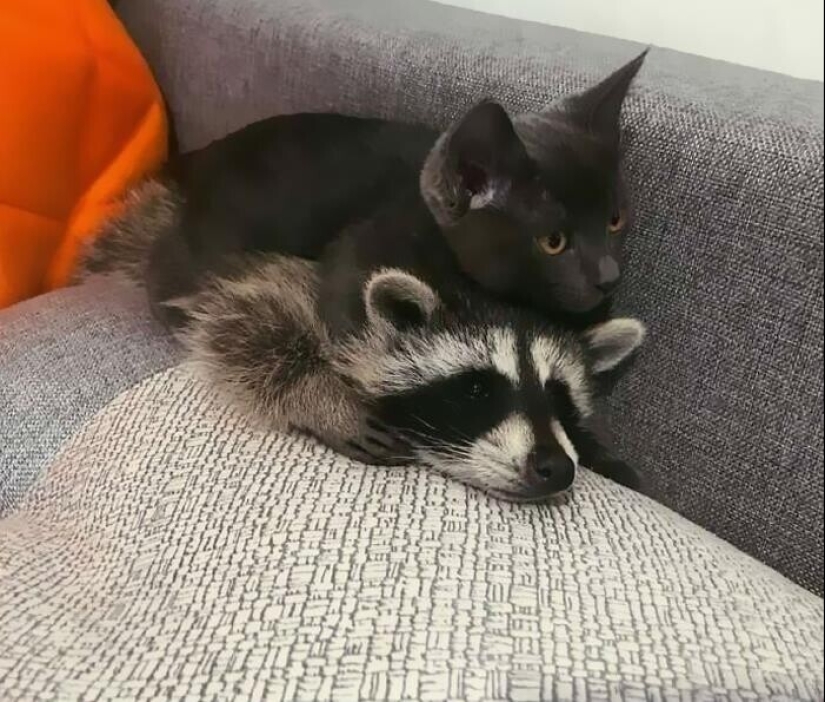 30 funny photos of raccoons that are guaranteed to cheer you up 30 funny photos of raccoons that are guaranteed to cheer you up
