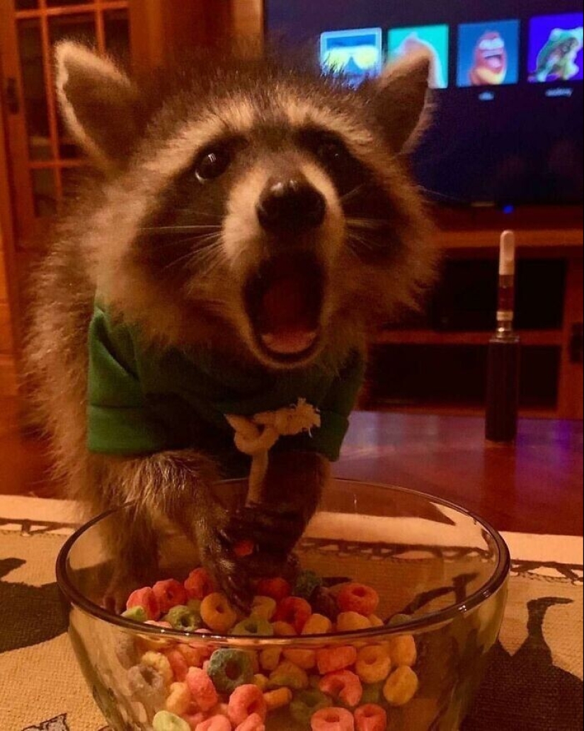 30 funny photos of raccoons that are guaranteed to cheer you up 30 funny photos of raccoons that are guaranteed to cheer you up