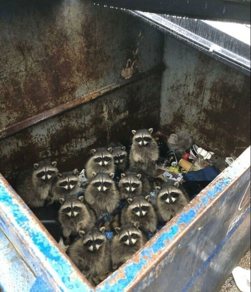30 funny photos of raccoons that are guaranteed to cheer you up 30 funny photos of raccoons that are guaranteed to cheer you up