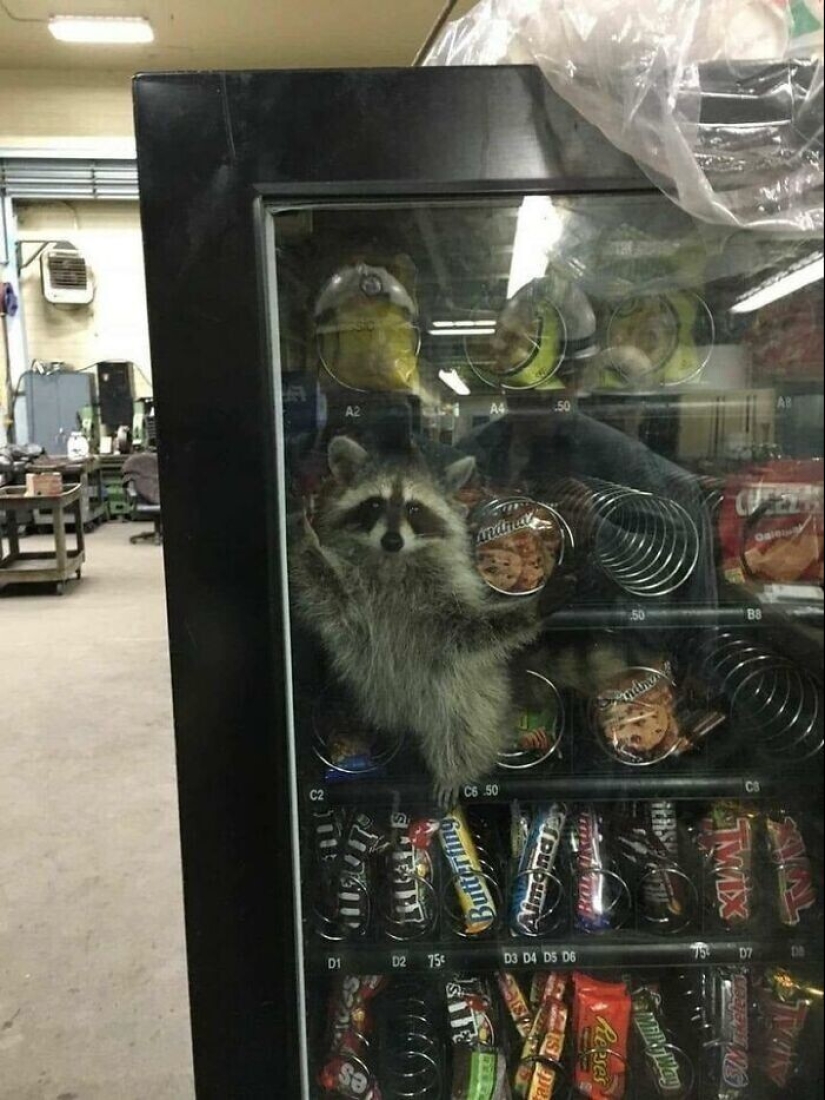 30 funny photos of raccoons that are guaranteed to cheer you up 30 funny photos of raccoons that are guaranteed to cheer you up