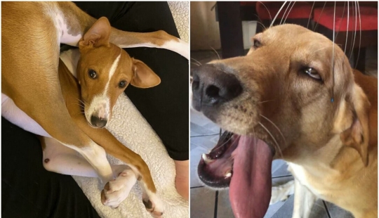 30 funny photos with dogs that seem to have broken down 30 funny photos with dogs that seem to have broken down