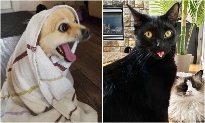 30 funny photos with animals that are guaranteed to cheer you up