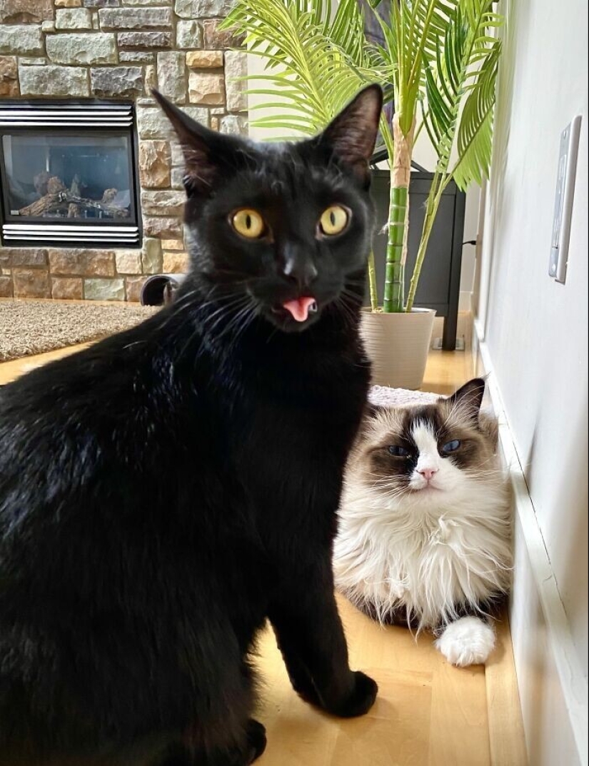 30 funny photos with animals that are guaranteed to cheer you up