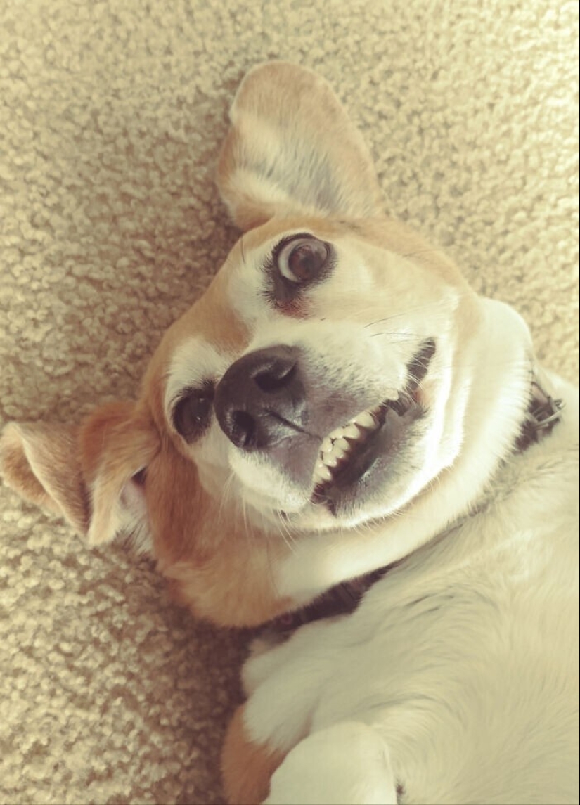 30 funny photos with animals that are guaranteed to cheer you up