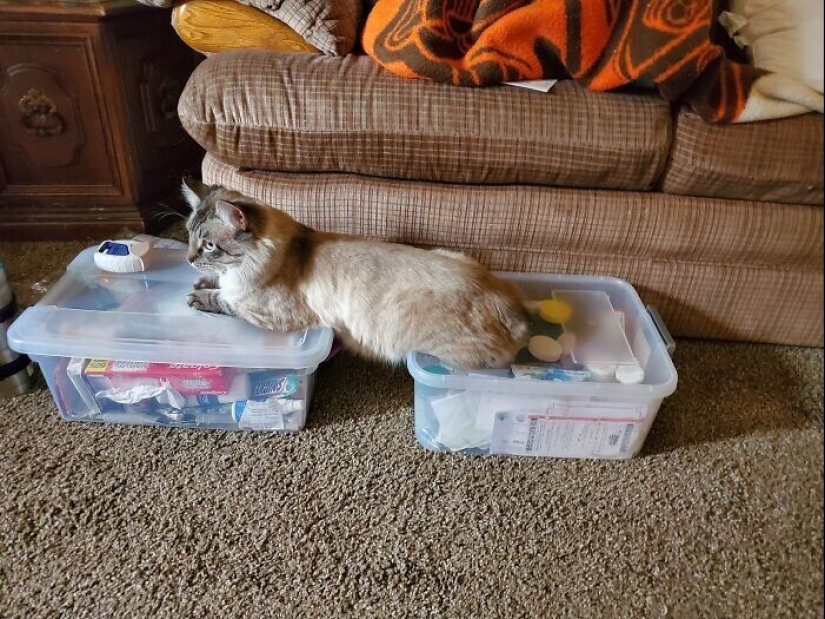 30 funny photos with animals that are guaranteed to cheer you up