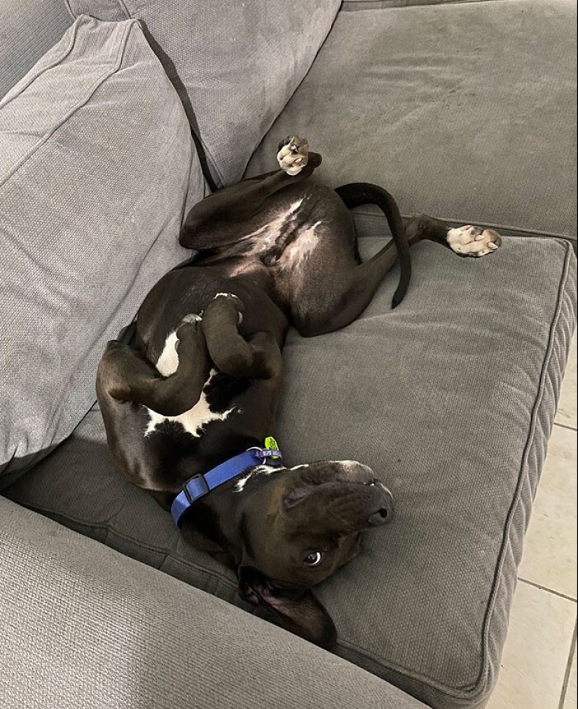 30 funny photos with animals that are guaranteed to cheer you up