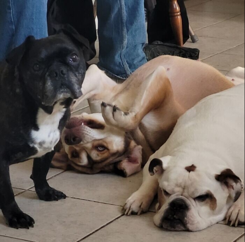 30 funny photos with animals that are guaranteed to cheer you up