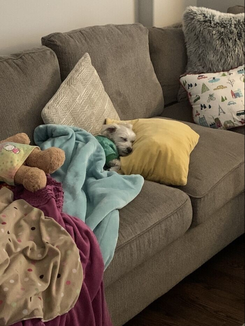 30 funny photos with animals that are guaranteed to cheer you up