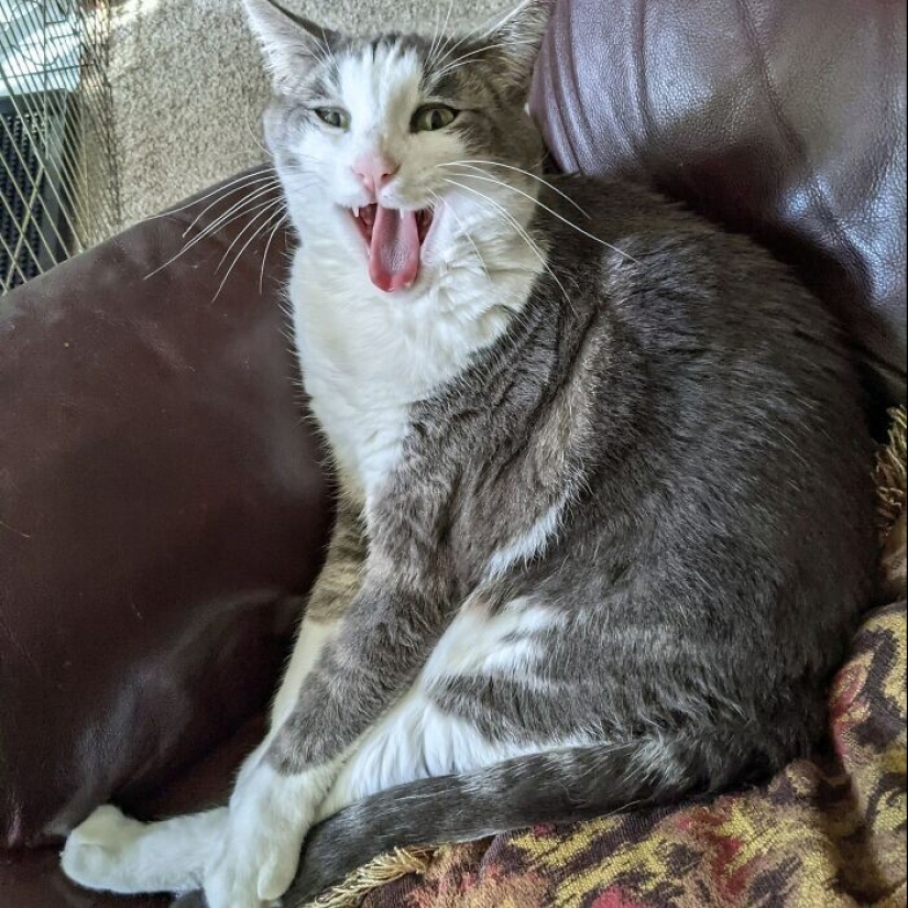 30 funny photos with animals that are guaranteed to cheer you up