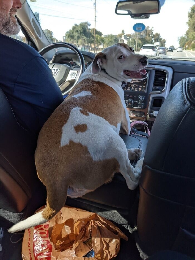 30 funny photos with animals that are guaranteed to cheer you up