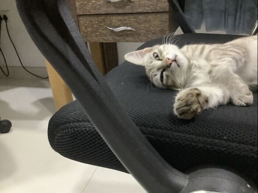 30 funny photos with animals that are guaranteed to cheer you up