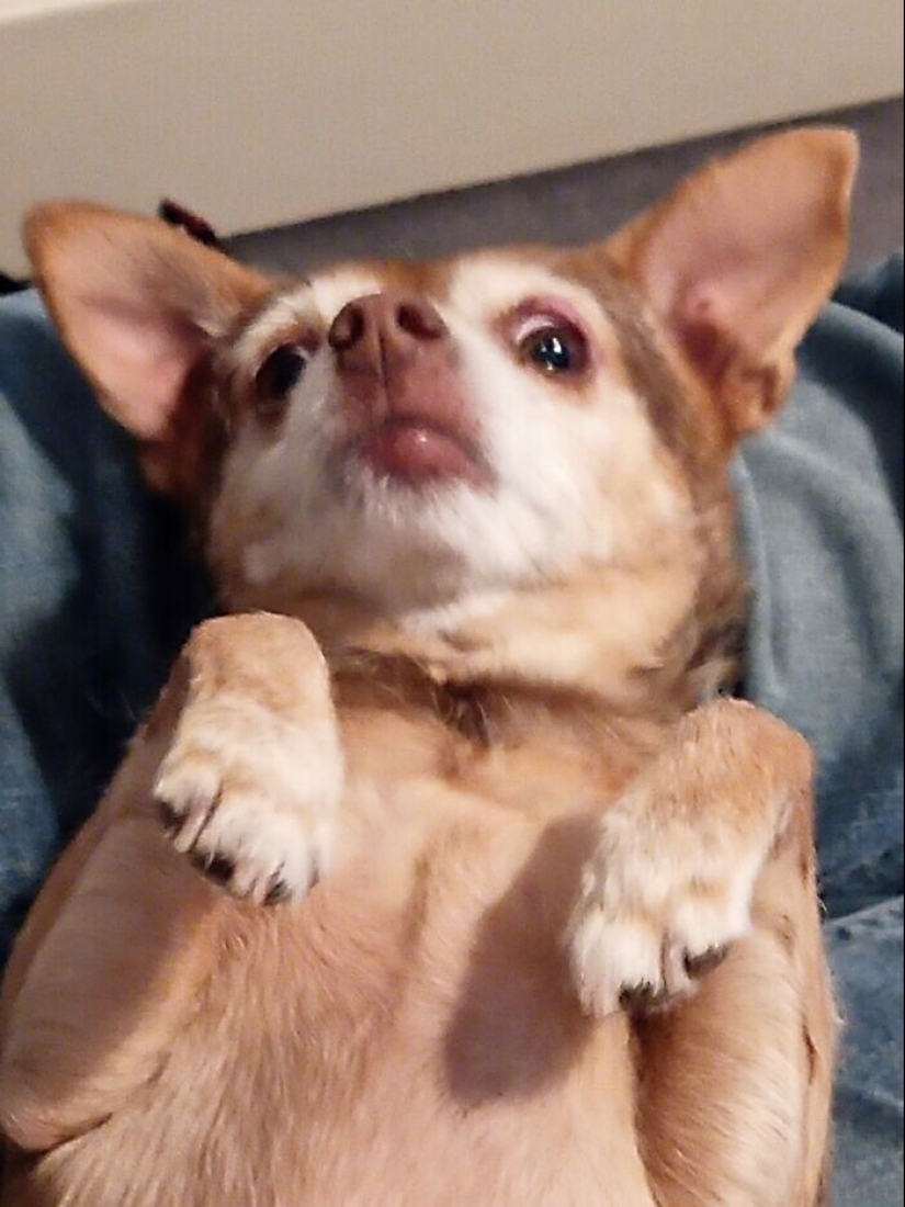 30 funny photos with animals that are guaranteed to cheer you up