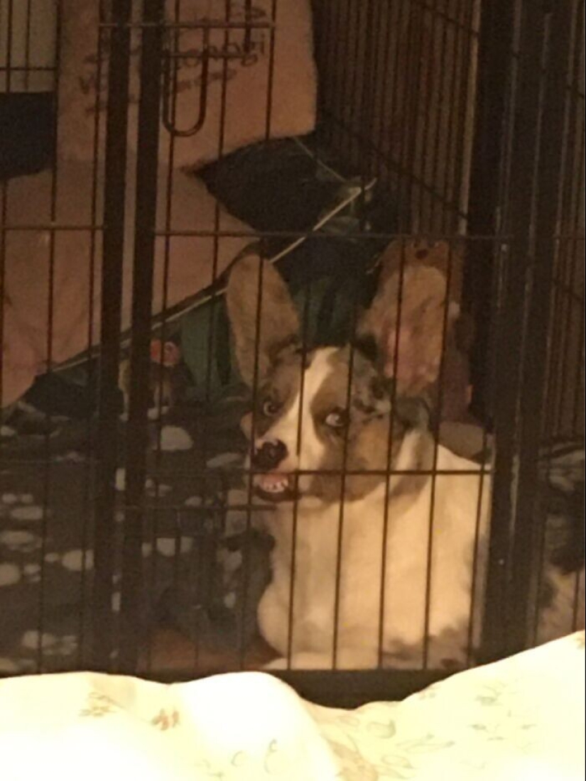 30 funny photos with animals that are guaranteed to cheer you up