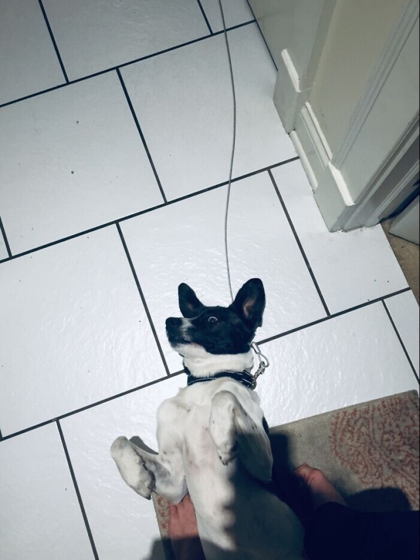 30 funny photos with animals that are guaranteed to cheer you up