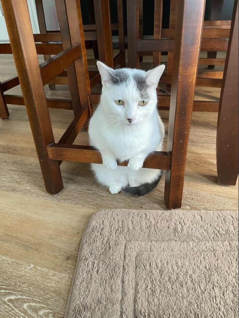 30 funny photos with animals that are guaranteed to cheer you up