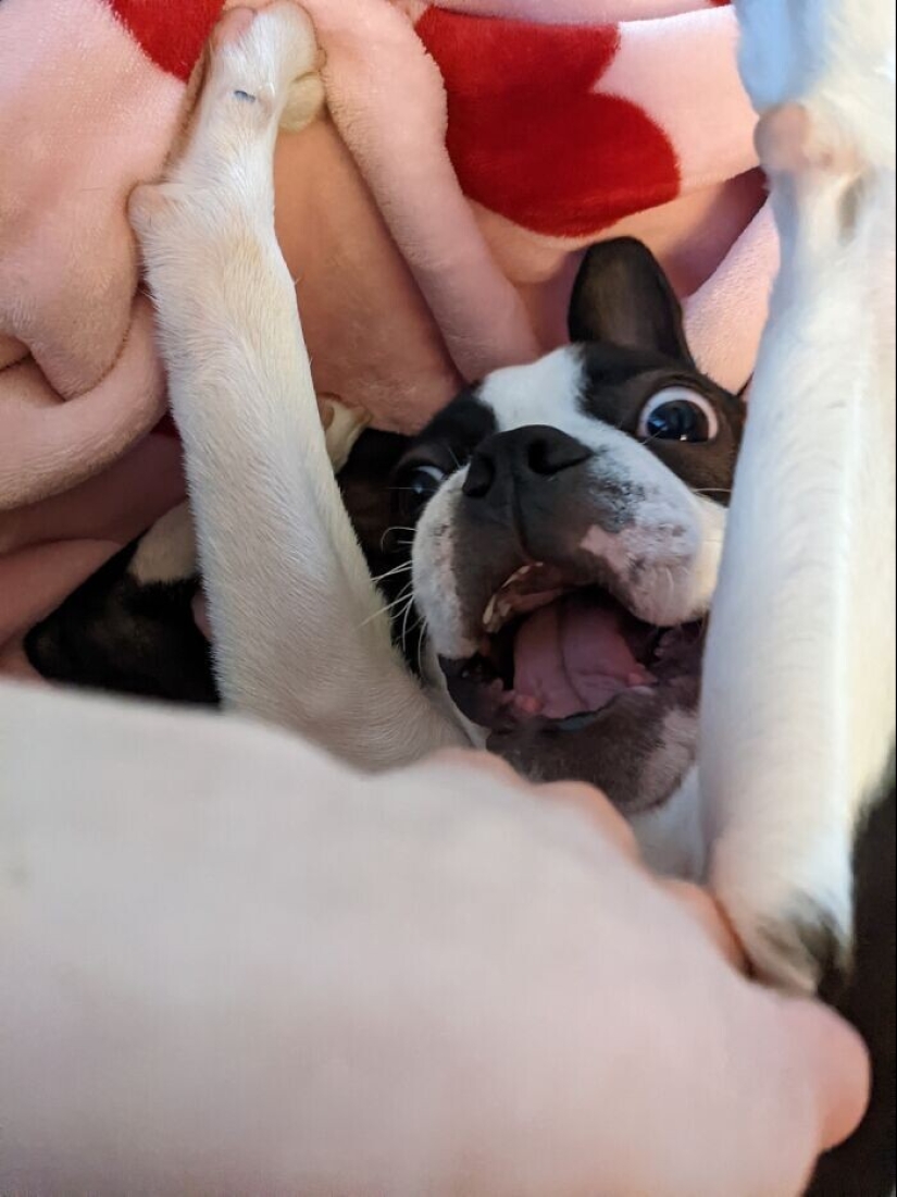 30 funny photos with animals that are guaranteed to cheer you up