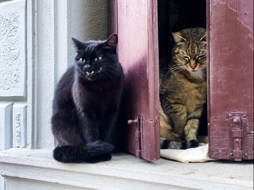 30 funny photos with animals that are guaranteed to cheer you up