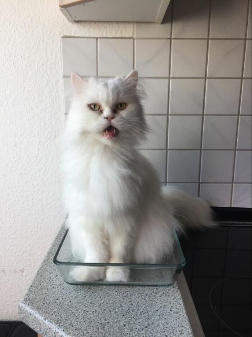 30 funny photos with animals that are guaranteed to cheer you up